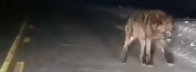 (Opinie) Neen aan de wolf in Vlaanderen